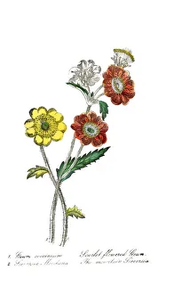 hand painted illustration of scarlet flowered geum, Geum coccineum, and moutain sieversia hand painted illustration of scarlet flowered geum, Geum coccineum, and moutain sieversia