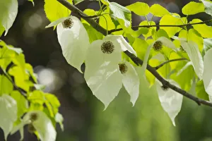 Handkerchief tree -Davidia involucrata- flowers and leaves, native to China Handkerchief tree -Davidia involucrata- flowers and leaves, native to China