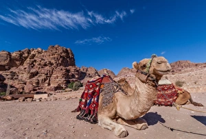 Happy camel of Petra, Jordan Happy camel of Petra, Jordan