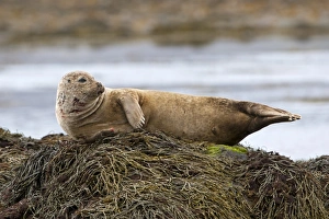 Harbor or Harbour Seal -Phoca vitulina-, Snaefellsnes, Snaefellsness, Iceland, Europe Harbor or Harbour Seal -Phoca vitulina-, Snaefellsnes, Snaefellsness, Iceland, Europe
