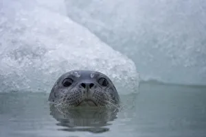 Harbor Seal, South Sawyer Glacier, Alaska Harbor Seal, South Sawyer Glacier, Alaska