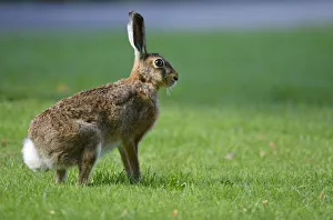 Hare -Lepus europaeus-, Stuttgart, Baden-Wuerttemberg, Germany, Europe Hare -Lepus europaeus-, Stuttgart, Baden-Wuerttemberg, Germany, Europe