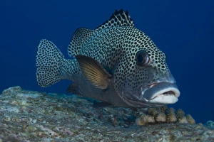 Harlequin Sweetlips -Plectorhinchus chaetodonoides-, Palau Harlequin Sweetlips -Plectorhinchus chaetodonoides-, Palau