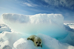 Harp seal (Phoca groenlandica) on iceberg Harp seal (Phoca groenlandica) on iceberg