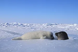 Harp seal (Phoca groenlandica) mother and cub Harp seal (Phoca groenlandica) mother and cub