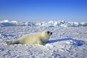 Harp Seal or Saddleback Seal -Pagophilus groenlandicus, Phoca groenlandica- pup on pack Harp Seal or Saddleback Seal -Pagophilus groenlandicus, Phoca groenlandica- pup on pack