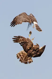 <b class=qtipBold><figcaption>Harrier food exchange</figcaption></b><br>Northern Harrier food exchange in sky.<br><em>© Phoo Chan</em> Harrier food exchange