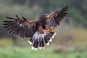<b class=qtipBold><figcaption>Harris Hawk</figcaption></b><br>Harris Hawk landing pose.<br><em>© 2013 Phoo Chan</em> Harris Hawk