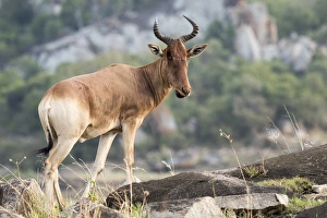 Hartebeest (Alcelaphus buselaphus) in rocky area Hartebeest (Alcelaphus buselaphus) in rocky area