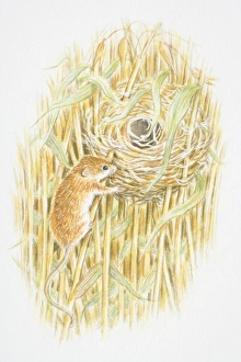 Harvest Mouse (Micromys minutus) climbing a stalk leading to a nest in the middle of a Harvest Mouse (Micromys minutus) climbing a stalk leading to a nest in the middle of a