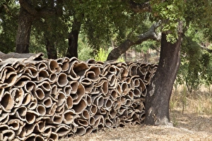 Harvested bark of cork oaks -Quercus suber-, Serra de Monchique, Algarve, Portugal, Europe Harvested bark of cork oaks -Quercus suber-, Serra de Monchique, Algarve, Portugal, Europe