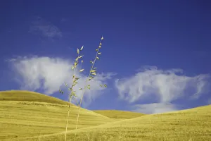 Images Dated 27th October 2008: Harvested wheat field, Palouse Hills, WA