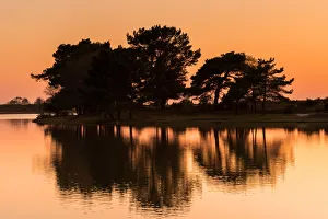 <b class=qtipBold><figcaption>Hatchet trees</figcaption></b><br>Hatchet Pond in New Forest, Hampshire<br><em>© Robert Maynard Photography</em> Hatchet trees