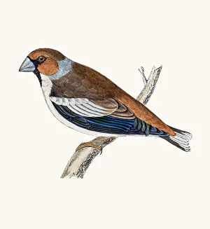 <b class=qtipBold><figcaption>Hawfinch bird</figcaption></b><br>A photograph of an original hand-colored engraving from The History of British Birds by Morris published in 1853-1891.<br><em>© mashuk</em> Hawfinch bird
