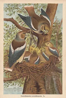 Hawfinch (Coccothraustes coccothraustes), chromolithograph, published in 1896 Hawfinch (Coccothraustes coccothraustes), chromolithograph, published in 1896