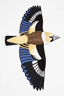 Hawfinch (Coccothraustes coccothraustes), adult Hawfinch (Coccothraustes coccothraustes), adult