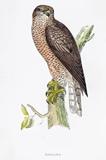 <b class=qtipBold><figcaption>Hawk bird 19 century illustration</figcaption></b><br>A photograph of an original hand-colored engraving from The History of British Birds by Morris published in 1853.<br><em>© mashuk</em> Hawk bird 19 century illustration