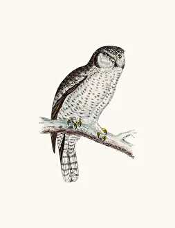 <b class=qtipBold><figcaption>Hawk owl bird</figcaption></b><br>A photograph of an original hand-colored engraving from The History of British Birds by Morris published in 1853-1891.<br><em>© mashuk</em> Hawk owl bird