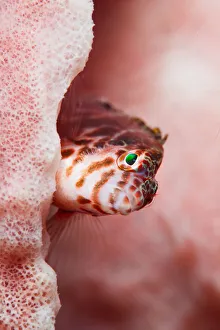 <b class=qtipBold><figcaption>hawkfish portrait</figcaption></b><br>Hawkfish on red sponge. Underwater photo.Philippines, Anilao.<br><em>© Andrey Narchuk</em> hawkfish portrait
