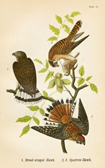 Hawks bird lithograph 1890