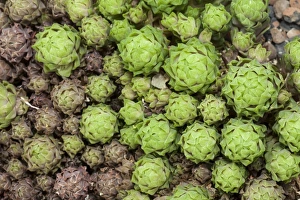 Haworthia cooperi, Asphodeloideae, native to South Africa Haworthia cooperi, Asphodeloideae, native to South Africa