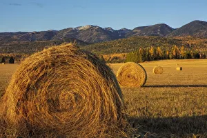 Hay bales in autumn in Whitefish, Montana, USA Hay bales in autumn in Whitefish, Montana, USA