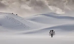 <b class=qtipBold><figcaption>Hayden Valley in Snow</figcaption></b><br>Classic image in Hayden Valley of tree with bison on the ridgeline<br><em>© Russell Burden</em> Hayden Valley in Snow