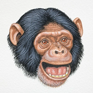 Head of a Chimpanzee, Pan troglodytes, opening its mouth playfully, front view Head of a Chimpanzee, Pan troglodytes, opening its mouth playfully, front view