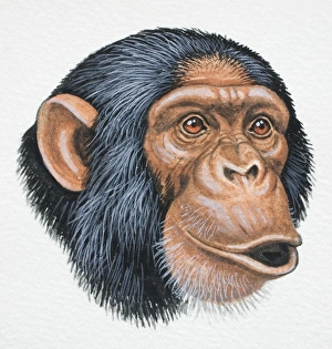 Head of a Chimpanzee, Pan troglodytes, pouting, front view Head of a Chimpanzee, Pan troglodytes, pouting, front view