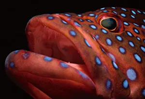 <b class=qtipBold><figcaption>Head of Coral Grouper</figcaption></b><br>Jeff Rotman Underwater Photography, 6395-000143 Head of Coral Grouper