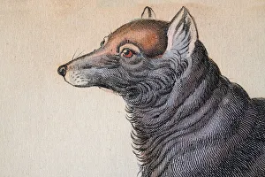 Head of a Dusky or clouded wolf, Canis nubilus Head of a Dusky or clouded wolf, Canis nubilus