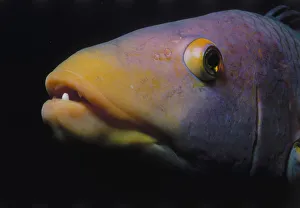 <b class=qtipBold><figcaption>Head of Hogfish</figcaption></b><br>Jeff Rotman Underwater Photography, a0106-000237 Head of Hogfish