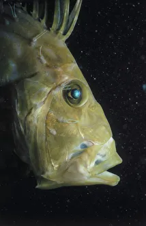 <b class=qtipBold><figcaption>Head of John Dory Fish</figcaption></b><br>Jeff Rotman Underwater Photography, a0106-000244 Head of John Dory Fish