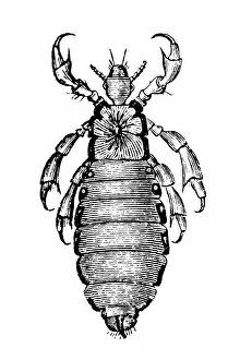 Head Louse Gallery: Head louse (Pediculus humanus capitis)