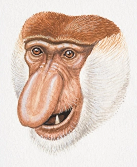 Head of a Proboscis Monkey, Nasalis larvatus, with large flat nose and white hair around its face Head of a Proboscis Monkey, Nasalis larvatus, with large flat nose and white hair around its face