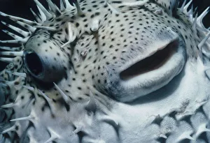<b class=qtipBold><figcaption>Head of Pufferfish</figcaption></b><br>Jeff Rotman Underwater Photography, a0106-000208 Head of Pufferfish