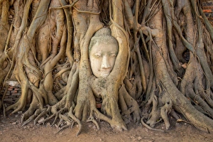 Head of sandstone buddha in tree root at wat mahathat temple, Ayutthaya, Thailand Head of sandstone buddha in tree root at wat mahathat temple, Ayutthaya, Thailand