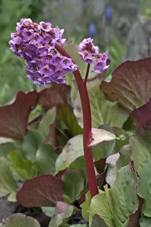Heartleaf Bergenia -Bergenia cordifolia-, Untergroningen, Abtsgmuend, Baden-Wurttemberg Heartleaf Bergenia -Bergenia cordifolia-, Untergroningen, Abtsgmuend, Baden-Wurttemberg