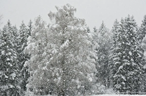 Heavy snowfall in a spruce mixed forest, branches of a birch tree bent by the snow load, near Raubling, alpine upland Heavy snowfall in a spruce mixed forest, branches of a birch tree bent by the snow load, near Raubling, alpine upland
