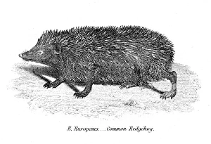 Hedgehog engraving 1803 Hedgehog engraving 1803