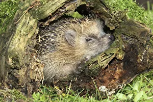 Hedgehog -Erinaceus europaeus- in old tree stump, Allgau, Bavaria, Germany Hedgehog -Erinaceus europaeus- in old tree stump, Allgau, Bavaria, Germany