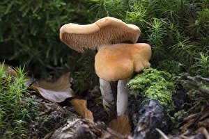 Hedgehog Mushroom -Hydnum repandum var. Rufescens-, Monchbruch forest, Russelsheim, Hesse Hedgehog Mushroom -Hydnum repandum var. Rufescens-, Monchbruch forest, Russelsheim, Hesse