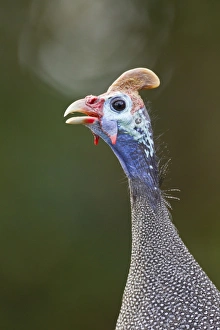 Helmeted guinea-fowl -Numida meleagris-, Wilderness National Park, South Africa