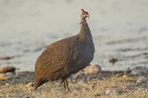 Helmeted guineafowl -Numida meleagris-, Etosha National Park, Namibia, Africa