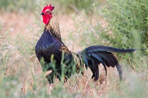 <b class=qtipBold><figcaption>Hen with comb</figcaption></b><br>Hen with comb.<br><em>© Phoo Chan</em> Hen with comb