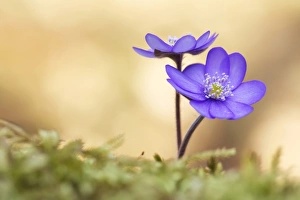Hepatica, Liverleaf or Liverwort -Hepatica nobilis-, Tyrol, Austria Hepatica, Liverleaf or Liverwort -Hepatica nobilis-, Tyrol, Austria