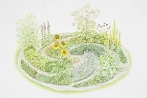 Primula Vulgaris Gallery: Herb garden in shape of a maze