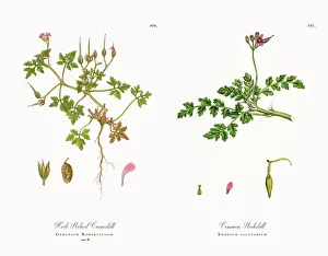 Herb Robert Cranesbill, Geranium Robertianum, Victorian Botanical Illustration, 1863 Herb Robert Cranesbill, Geranium Robertianum, Victorian Botanical Illustration, 1863
