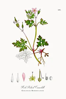 Herb Robert Cranesbill, Geranium Robertianum, Victorian Botanical Illustration, 1863 Herb Robert Cranesbill, Geranium Robertianum, Victorian Botanical Illustration, 1863