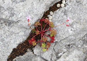 Herb Robert, Red Robin (Geranium robertianum) in rock crevice, Burren, County Clare Herb Robert, Red Robin (Geranium robertianum) in rock crevice, Burren, County Clare